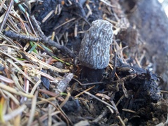Morchella tomentosa