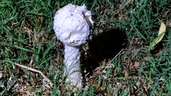 Amanita foetens