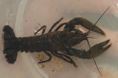 Faxonius virginiensis