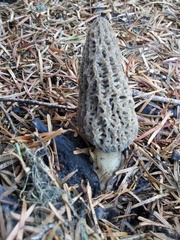 Morchella tomentosa