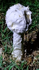 Amanita foetens