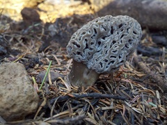 Morchella tomentosa