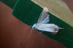 Lepidoptera