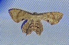 Calledapteryx dryopterata