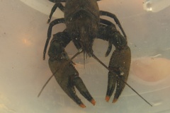 Faxonius virginiensis