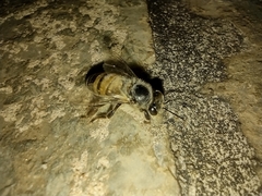 Apis mellifera