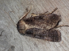 Pseudohermonassa tenuicula