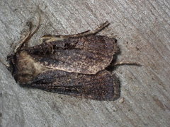 Pseudohermonassa tenuicula