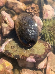 Cucumaria frondosa