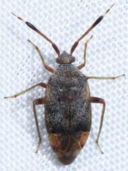 Pycnocoris ursinus