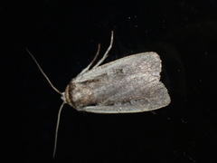 Ochropleura implecta