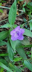 Ruellia jussieuoides