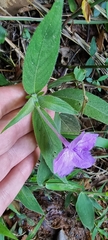 Ruellia jussieuoides