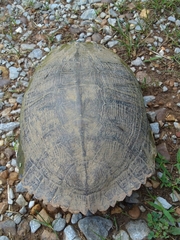 Trachemys scripta troostii
