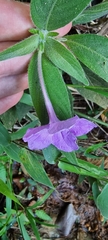 Ruellia jussieuoides