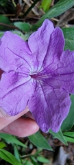 Ruellia jussieuoides
