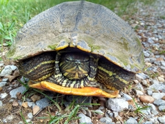 Trachemys scripta troostii