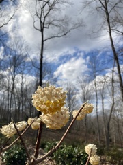 Edgeworthia
