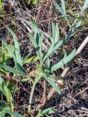 Lomatium piperi