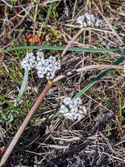 Lomatium piperi