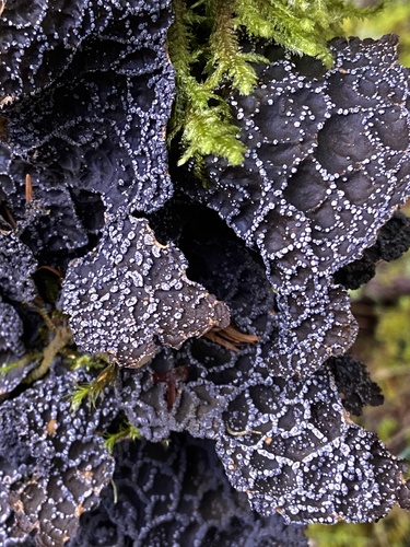 Lobaria anomala (Brodo & Ahti) T.Sprib. & McCune