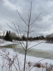 Fraxinus pennsylvanica