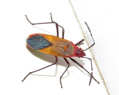 Dysdercus ruficollis