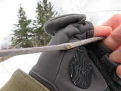 Fraxinus pennsylvanica