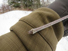 Fraxinus pennsylvanica