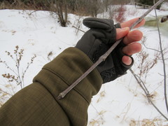 Fraxinus pennsylvanica