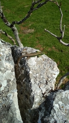 Iberolacerta monticola