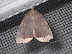 Amphipyra glabella