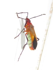 Dysdercus ruficollis