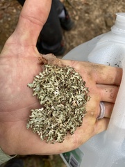 Tuckermanopsis americana