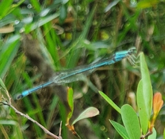 Pseudagrion decorum