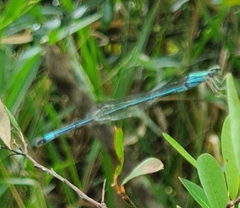 Pseudagrion decorum
