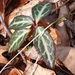Chimaphila maculata - Photo (c) Wayne Longbottom, alguns direitos reservados (CC BY-NC), uploaded by Wayne Longbottom