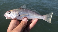 Genyonemus lineatus