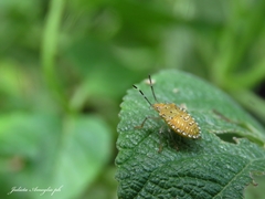 Arvelius albopunctatus