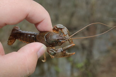 Cambarus acuminatus