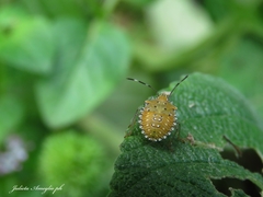 Arvelius albopunctatus