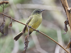 Tolmomyias sulphurescens