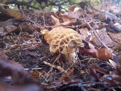 Morchella importuna