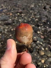 Halocynthia pyriformis