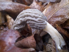 Morchella importuna