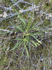 Frasera albicaulis nitida