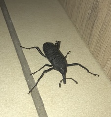 Rhinostomus barbirostris image