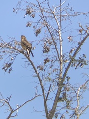 Daptrius chimango chimango