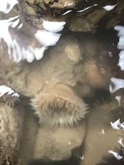 Bunodosoma cavernatum