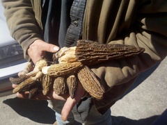 Morchella importuna